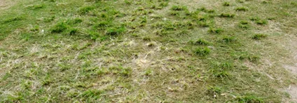 Verbrannter Rasen